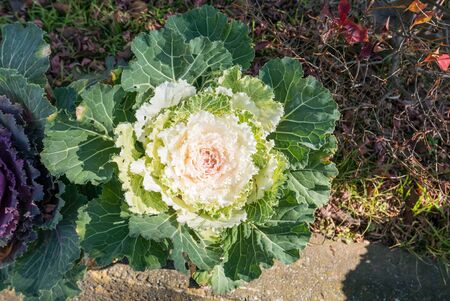 Ornamental cabbage colorful cabbage in Japanの写真素材