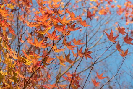 Group of Yellow maple leafsの写真素材