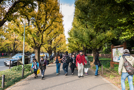TOKYO, JAPAN - NOVEMBER 30, 2015: Icho Namiki Street in Tokyo, Japan on November 30, 2015. The street nearby Meiji Jingu Gaien that has beautiful Ginkgo along the lenght of the streetのeditorial素材