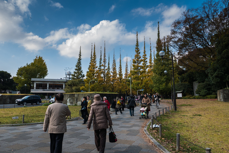 TOKYO, JAPAN - NOVEMBER 30, 2015: Icho Namiki Street in Tokyo, Japan on November 30, 2015. The street nearby Meiji Jingu Gaien that has beautiful Ginkgo along the lenght of the streetのeditorial素材