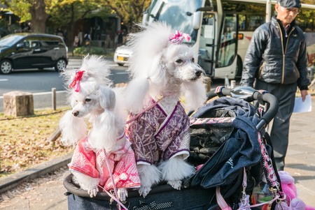 TOKYO, JAPAN - NOVEMBER 30, 2015: Dogs on Icho Namiki Street in Tokyo, Japan on November 30, 2015. The street nearby Meiji Jingu Gaien that has beautiful Ginkgo along the lenght of the streetのeditorial素材