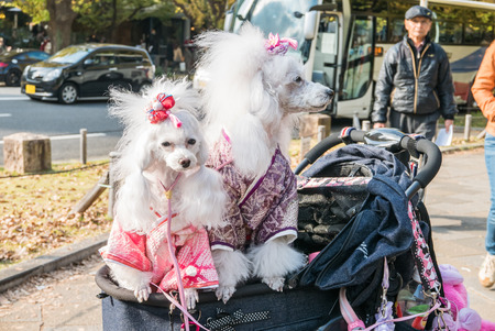 TOKYO, JAPAN - NOVEMBER 30, 2015: Dogs on Icho Namiki Street in Tokyo, Japan on November 30, 2015. The street nearby Meiji Jingu Gaien that has beautiful Ginkgo along the lenght of the streetのeditorial素材