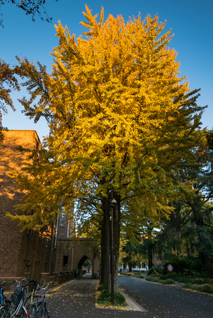 TOKYO, JAPAN - DEC 4, 2015: The University of Tokyo, abbreviated as Todai, is a research university located in Bunkyo, Tokyo, Japan. It is the first of Japan's National Seven Universities.のeditorial素材