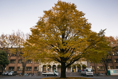 TOKYO, JAPAN - DEC 4, 2015: The University of Tokyo, abbreviated as Todai, is a research university located in Bunkyo, Tokyo, Japan. It is the first of Japan's National Seven Universities.のeditorial素材