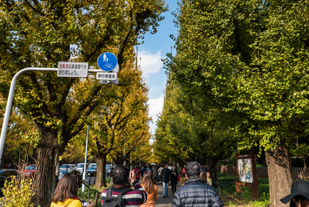 TOKYO, JAPAN - NOVEMBER 30, 2015: Icho Namiki Street in Tokyo, Japan on November 30, 2015. The street nearby Meiji Jingu Gaien that has beautiful Ginkgo along the lenght of the streetのeditorial素材