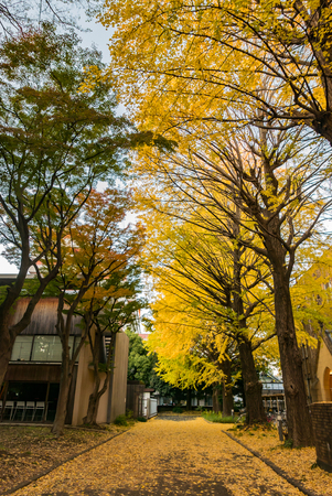 TOKYO, JAPAN - DEC 4, 2015: The University of Tokyo, abbreviated as Todai, is a research university located in Bunkyo, Tokyo, Japan. It is the first of Japan's National Seven Universities.のeditorial素材