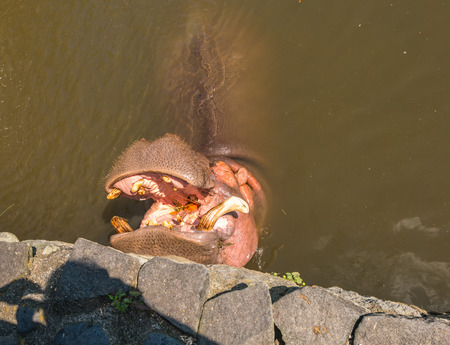 Hippopotamus waiting for food in Yama Jigoku
or mountain hell in Beppu, Oita, Japan. Yama Jigoku
or mountain hell features small ponds of steaming hot water and a run-down zoo with large animals in small cages.の写真素材