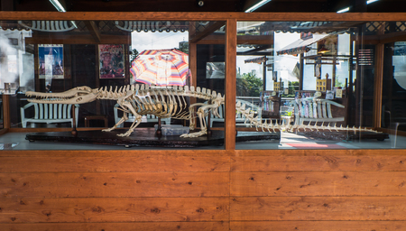 Crocodile skeleton in Oniyama Jigoku or Monster mountain hell in Beppu, Oita, Japan. Oniyama Jigoku have
A large number of crocodiles are bred and kept on the grounds of the "monster mountain hell".のeditorial素材