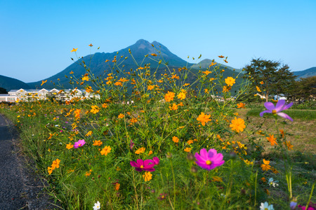 Colorful flowers near street with mountain background in Yufuin, Oita, Japan.の写真素材