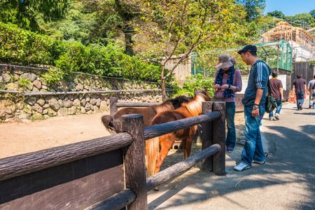 Beppu, Japan - September 28, 2014: Tourists giving food to miniature houses in Yama Jigoku
or mountain hell in Beppu, Oita, Japan. Yama Jigoku
or mountain hell features small ponds of steaming hot water and a run-down zoo with large animals in small cagesのeditorial素材