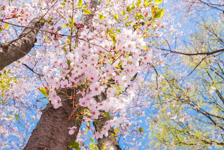 Cherry blossoms at the Hirosaki Castle Park in Hirosaki, Aomori, Japanの写真素材