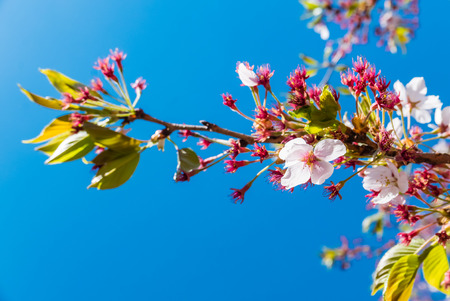 Cherry blossoms at the Hirosaki Castle Park in Hirosaki, Aomori, Japanの写真素材