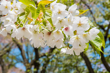 Cherry blossoms at the Hirosaki Castle Park in Hirosaki, Aomori, Japanの写真素材
