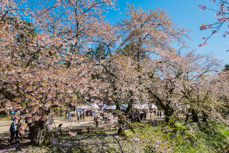 Cherry blossoms at the Hirosaki Castle Park in Hirosaki, Aomori, Japanのeditorial素材