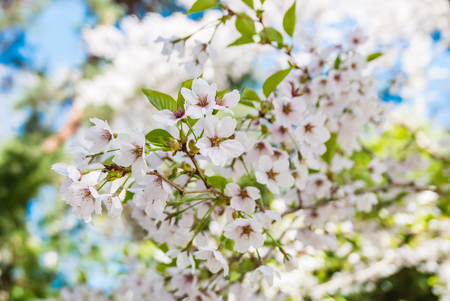 Cherry blossoms at the Hirosaki Castle Park in Hirosaki, Aomori, Japanの写真素材
