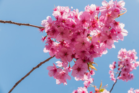 Cherry blossoms at the Hirosaki Castle Park in Hirosaki, Aomori, Japanの写真素材