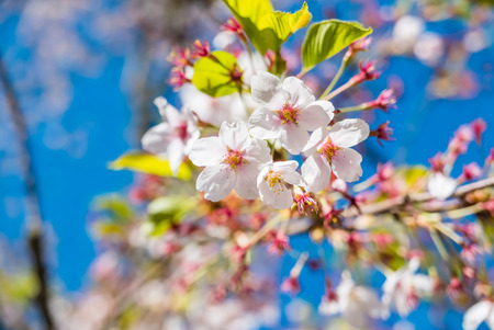Cherry blossoms at the Hirosaki Castle Park in Hirosaki, Aomori, Japan