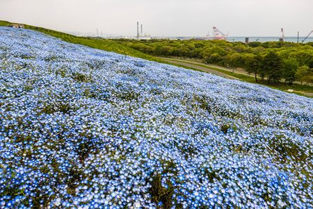 Blue Nemophila at Hitachi Seaside Park in springの写真素材