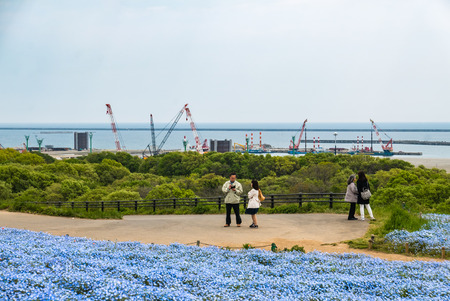 Ibaraki, Japan - May 1, 2016: Tourists at Hitachi Seaside Park in Ibaraki, Japan. Hitachi Seaside Park is a spacious park in Ibaraki Prefecture, Japan featuring a variety of green spaces and seasonal flowers spread out across 350 hectares, as well as an aのeditorial素材