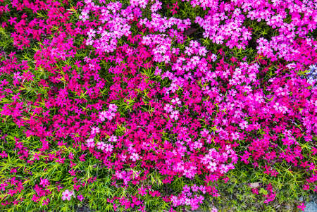Beautiful natural background of small phloxes flowersの写真素材