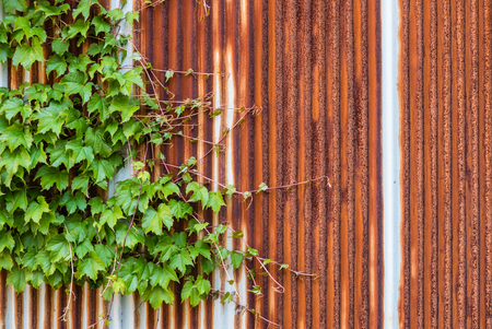 Old galvanized iron wall with creeper plantsの写真素材