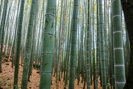 Bamboo forest of Arashiyama, Kyoto, Japan. Arashiyama is a district on the western outskirts of Kyotoの写真素材