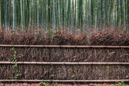 Bamboo forest of Arashiyama, Kyoto, Japan. Arashiyama is a district on the western outskirts of Kyotoの写真素材
