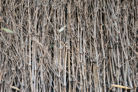 Close up dry bamboo at Bamboo forest of Arashiyama, Kyoto, Japan.の写真素材