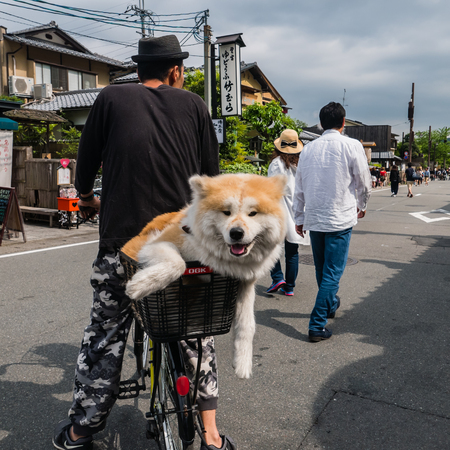 Kyoto, Japan - May 7, 2016: Lovely Akita dog  on a bicycle near Bamboo forest of Arashiyama, Kyoto, Japan. Arashiyama is a district on the western outskirts of Kyotoのeditorial素材