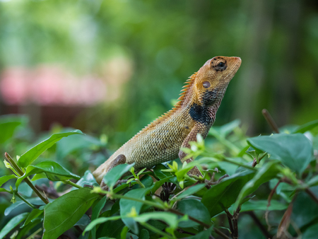 Close up of Thai chameleon on a branch of a tree