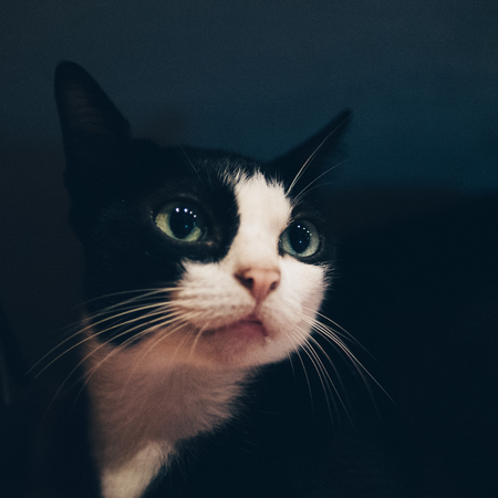 Portrait of a cat looking up, vintage film tone.の写真素材