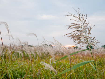 Seoul, South Korea - October 16, 2017: Haneul Park, Haneul Park consists of vast grassland in Seoul, South Korea.の写真素材