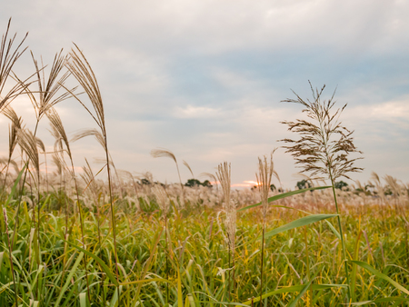 Seoul, South Korea - October 16, 2017: Haneul Park, Haneul Park consists of vast grassland in Seoul, South Korea.の写真素材