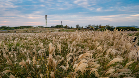 Seoul, South Korea - October 16, 2017: Haneul Park, Haneul Park consists of vast grassland in Seoul, South Korea.の写真素材
