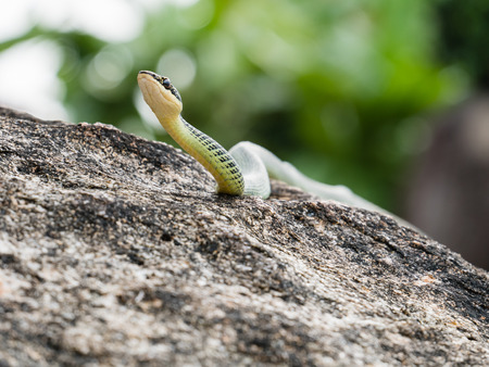 Golden Tree Snake (Chrysopelea ornata) in nature.の写真素材