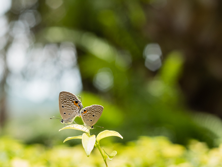 Closed up Breeding butterflies treeの写真素材