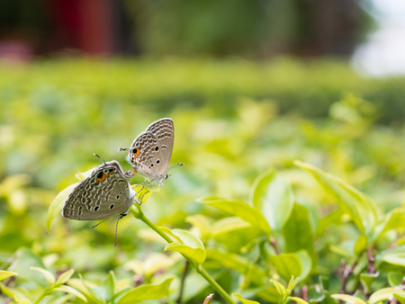 Closed up Breeding butterflies treeの写真素材
