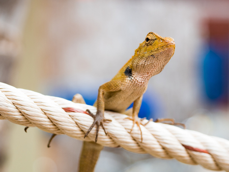 Closed up Thai chameleon on the ropeの写真素材