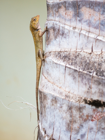 Closed up Thai chameleon on coconut treeの写真素材