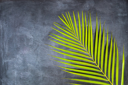 Green palm leaf on the blackboardの写真素材