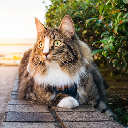 Beautiful long hair cat at the park with warm sunlightの写真素材
