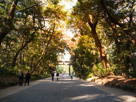 Tokyo, Japan - October 31, 2018: Torii, a traditional Japanese gate at the entrance of Meiji Shrine located in Shibuya, Tokyo, Japan. Meiji Shrine is the Shinto shrine built in 1920.のeditorial素材