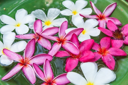 Close up colorful Plumeria flowers a ceramic basinの写真素材