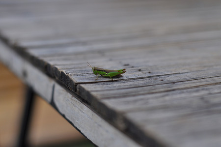 grasshopperの写真素材