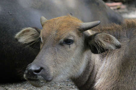 A cub water buffaloの写真素材