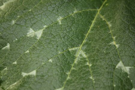 Green Leaf