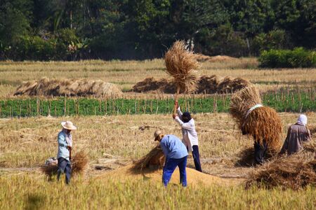 Thai farmers harvest rice. They using the traditional method to harvested. During the harvest season. On 27/11/2011 at Chom Thong district, Chiang Mai, Thailandのeditorial素材