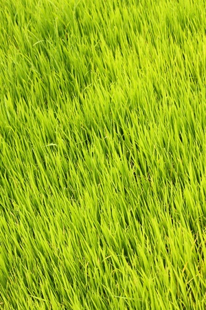 Young rice sproutの写真素材