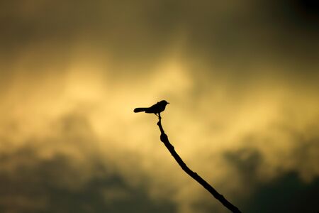 Save the birdsの写真素材