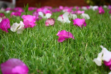 flower on grassの写真素材